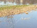 Elbhochwasser