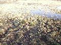 Elbhochwasser