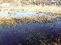 Elbhochwasser