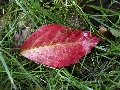 Florales zu finden- Freiraum Elbtal, Blühen und Verblühen