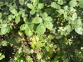 Florales zu finden- Freiraum Elbtal, Blühen und Verblühen