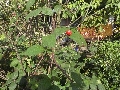 Florales zu finden- Freiraum Elbtal, Blühen und Verblühen