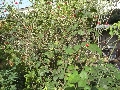 Florales zu finden- Freiraum Elbtal, Blühen und Verblühen
