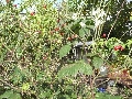Florales zu finden- Freiraum Elbtal, Blühen und Verblühen