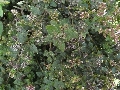 Florales zu finden- Freiraum Elbtal, Blühen und Verblühen