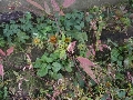Florales zu finden- Freiraum Elbtal, Blühen und Verblühen