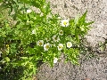 Florales zu finden- Freiraum Elbtal, Blühen und Verblühen
