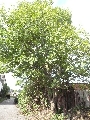 Florales zu finden- Freiraum Elbtal, Blühen und Verblühen