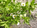 Florales zu finden- Freiraum Elbtal, Blühen und Verblühen
