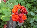 Florales zu finden- Freiraum Elbtal, Blühen und Verblühen