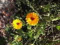 Florales zu finden- Freiraum Elbtal, Blühen und Verblühen