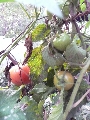 Florales zu finden- Freiraum Elbtal, Blühen und Verblühen