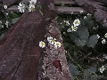 Florales zu finden- Freiraum Elbtal, Blühen und Verblühen