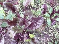 Florales zu finden- Freiraum Elbtal, Blühen und Verblühen
