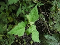 Florales zu finden- Freiraum Elbtal, Blühen und Verblühen