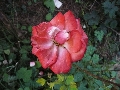 Florales zu finden- Freiraum Elbtal, Blühen und Verblühen