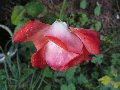 Florales zu finden- Freiraum Elbtal, Blühen und Verblühen