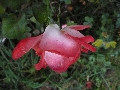Florales zu finden- Freiraum Elbtal, Blühen und Verblühen