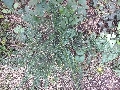 Florales zu finden- Freiraum Elbtal, Blühen und Verblühen