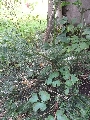 Florales zu finden- Freiraum Elbtal, Blühen und Verblühen
