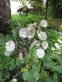 Florales zu finden- Freiraum Elbtal, Blühen und Verblühen