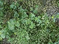 Florales zu finden- Freiraum Elbtal, Blühen und Verblühen