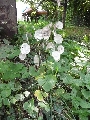 Florales zu finden- Freiraum Elbtal, Blühen und Verblühen
