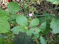 Florales zu finden- Freiraum Elbtal, Blühen und Verblühen
