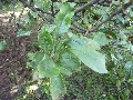 Florales zu finden- Freiraum Elbtal, Blühen und Verblühen