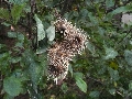 Florales zu finden- Freiraum Elbtal, Blühen und Verblühen