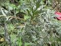 Florales zu finden- Freiraum Elbtal, Blühen und Verblühen