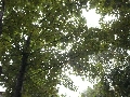 Florales zu finden- Freiraum Elbtal, Blühen und Verblühen