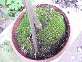 Florales zu finden- Freiraum Elbtal, Blühen und Verblühen