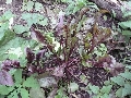 Florales zu finden- Freiraum Elbtal, Blühen und Verblühen