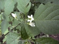 Florales zu finden- Freiraum Elbtal, Blühen und Verblühen