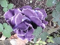 Florales zu finden- Freiraum Elbtal, Blühen und Verblühen