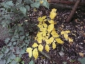 Florales zu finden- Freiraum Elbtal, Blühen und Verblühen