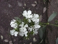 Florales zu finden- Freiraum Elbtal, Blühen und Verblühen