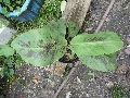 Florales zu finden- Freiraum Elbtal, Blühen und Verblühen