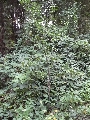 Florales zu finden- Freiraum Elbtal, Blühen und Verblühen