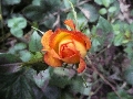 Florales zu finden- Freiraum Elbtal, Blühen und Verblühen