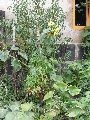 Florales zu finden- Freiraum Elbtal, Blühen und Verblühen