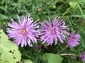 Florales zu finden- Freiraum Elbtal, Blühen und Verblühen