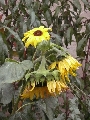 Florales zu finden- Freiraum Elbtal, Blühen und Verblühen