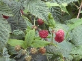 Florales zu finden- Freiraum Elbtal, Blühen und Verblühen