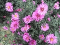 Florales zu finden- Freiraum Elbtal, Blühen und Verblühen