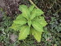 Florales zu finden- Freiraum Elbtal, Blühen und Verblühen