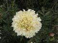 Florales zu finden- Freiraum Elbtal, Blühen und Verblühen