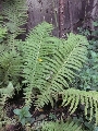 Florales zu finden- Freiraum Elbtal, Blühen und Verblühen