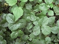 Florales zu finden- Freiraum Elbtal, Blühen und Verblühen